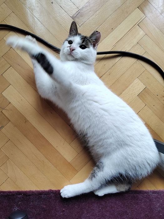 Micul Blond cauta companion de joaca