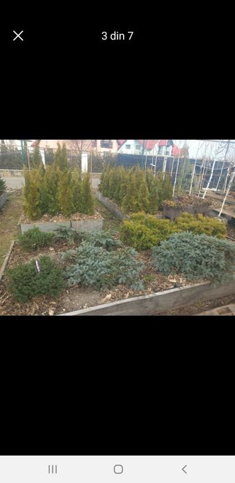 Puieți calitatea 60 bani