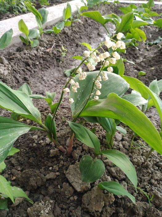 Камеб ва кадимий ландыш гул нихоллари сотилади