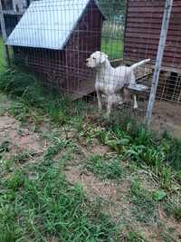 Femela dog argentinian cu pedigree