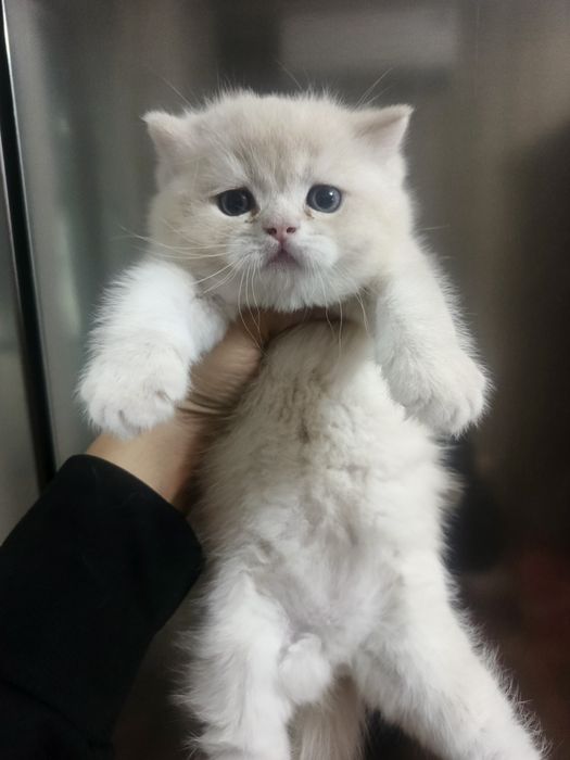 Продается котенок породы скотиш страйд