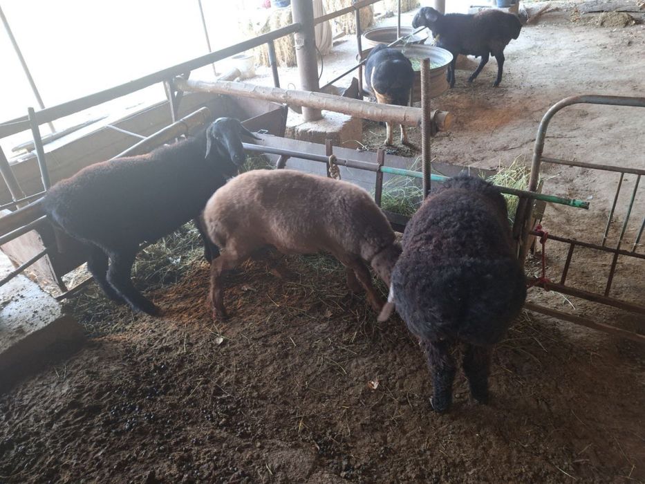 Кучкор Барра сотилади