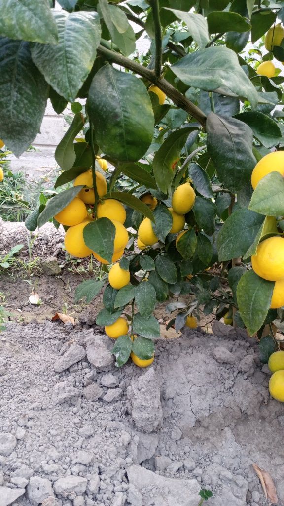 Limon kóchati sotiladi