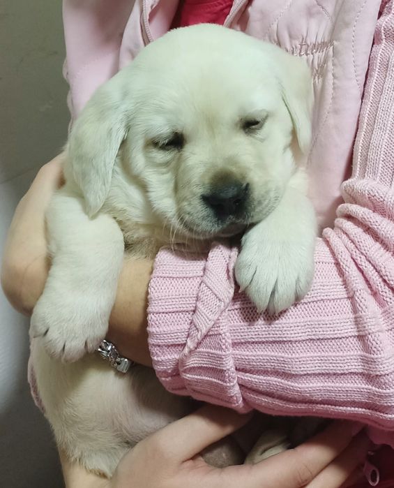 Labrador Retriever cu pedigree FCI