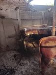 Иккита таёр бука сотилади аринтир тиркатаж