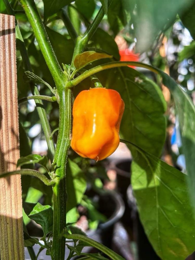 Ardei foarte iuti Aji Charapita, Carolina Reaper, Habanero