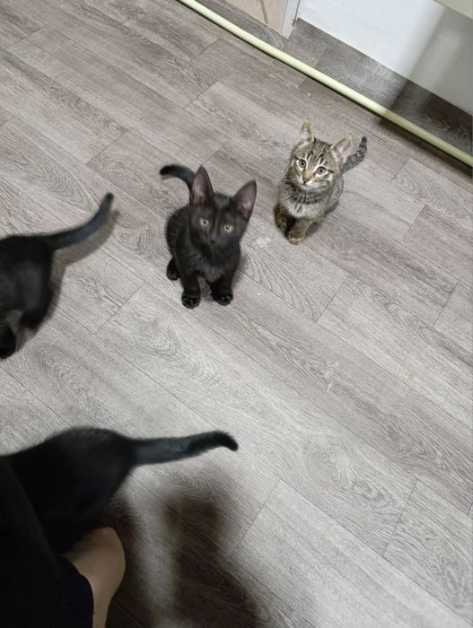 Mushuklar Bepul Котята Бесплатно