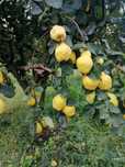 Pomi Stravechi Glia Stramoseasca ( GUTUI )