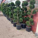PonPon Tuia Smaragd Leilandy Magnolia Photinia Glob, Evonymus Spirale