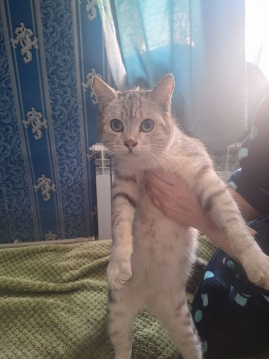 Отдам котенка в хорошие руки породистый его возрост 4 месяца