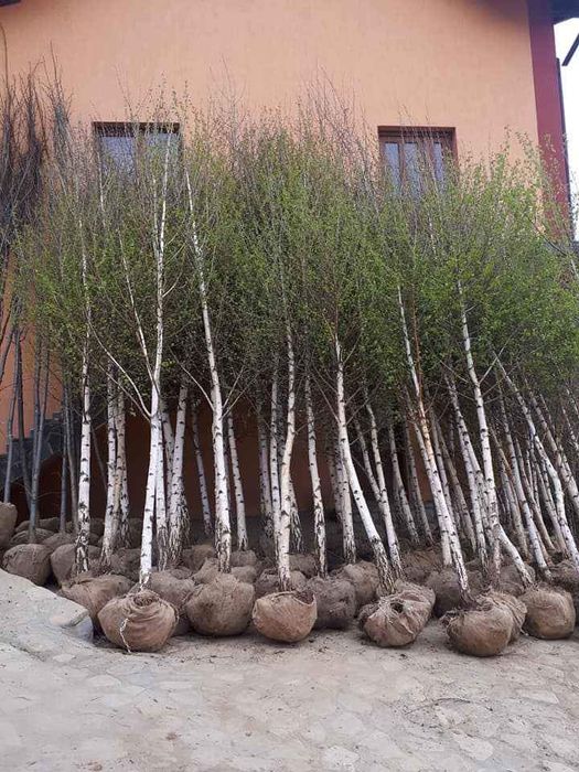 Mesteacăn coaja alba 2m-5m/ tei, stejar, platan, carpen/ catalpa