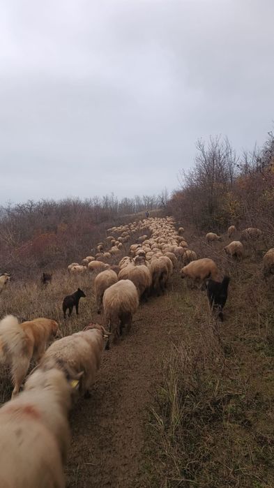 Vând 30 de oii județul Gorj
