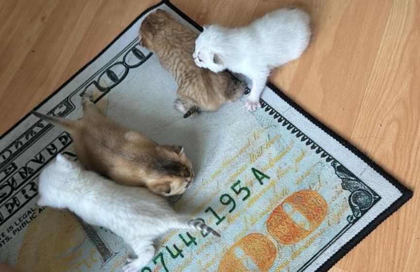 Вязка кота шиншилы опытный британец