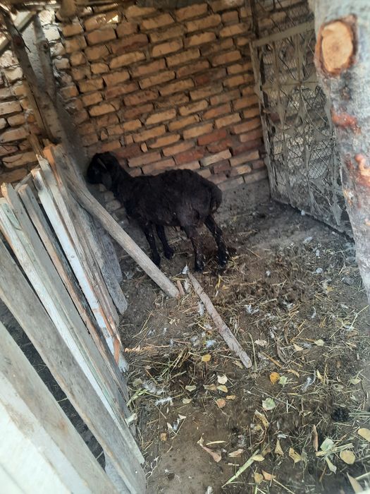 Quchqor sotiladi 3ml