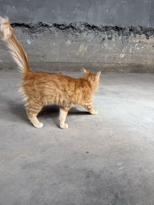 Породистая кошка. Кострированный домашний
