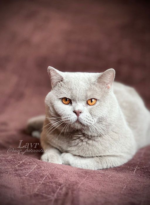 Вязка! Британский кот