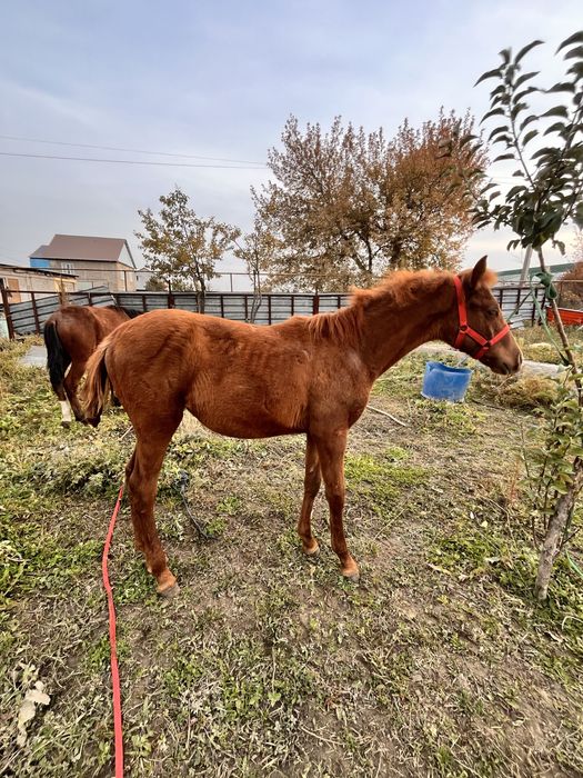 Тай жабагы жылқы лошадь