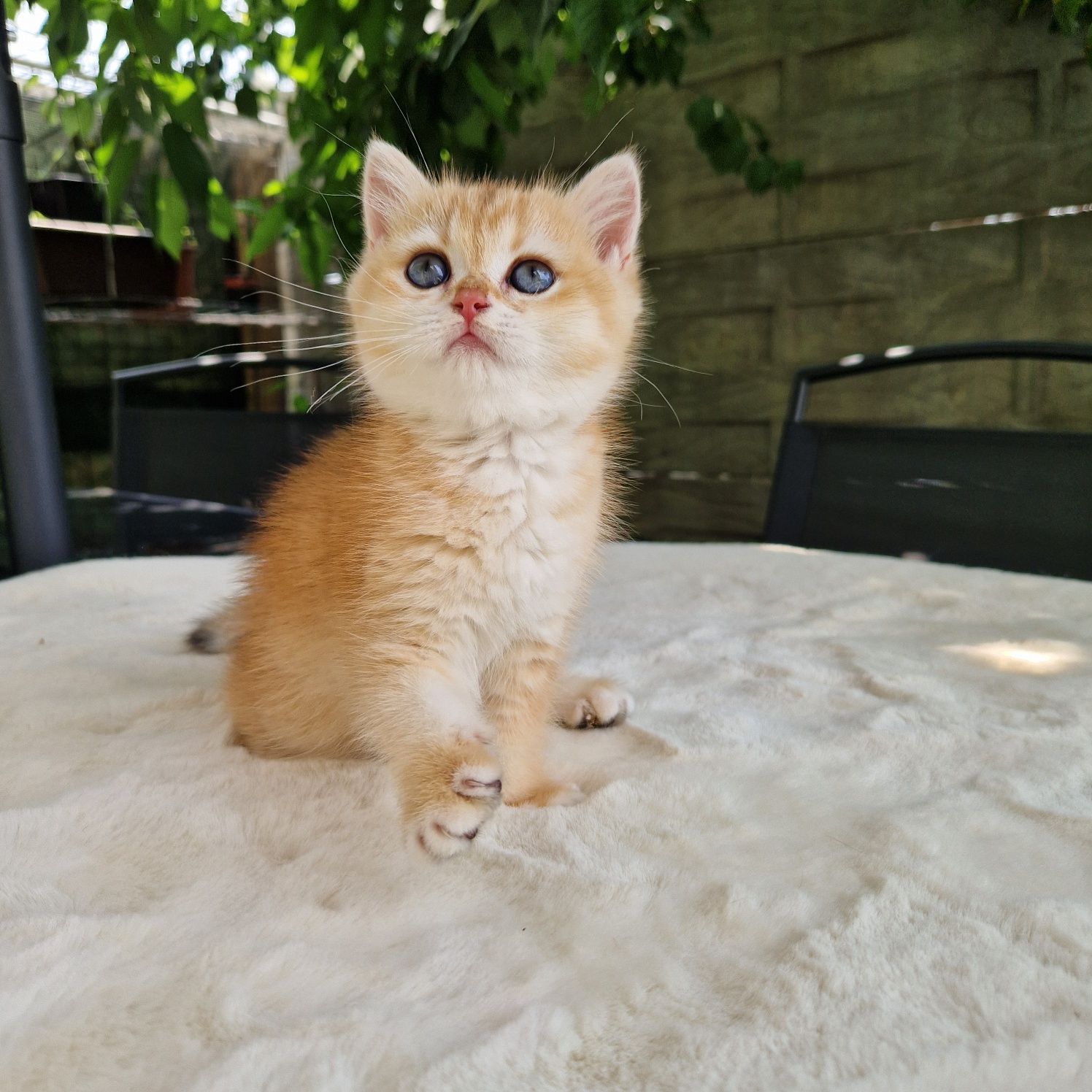British shorthair golden