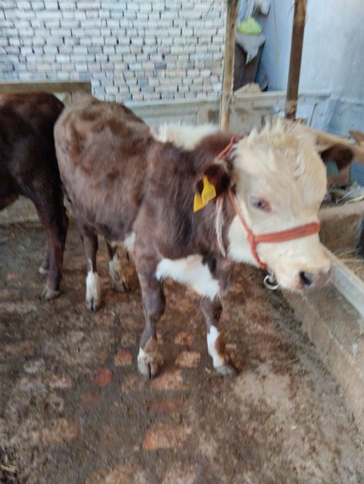 Assalom alekum 2 ta grefort buqalar sotiladi