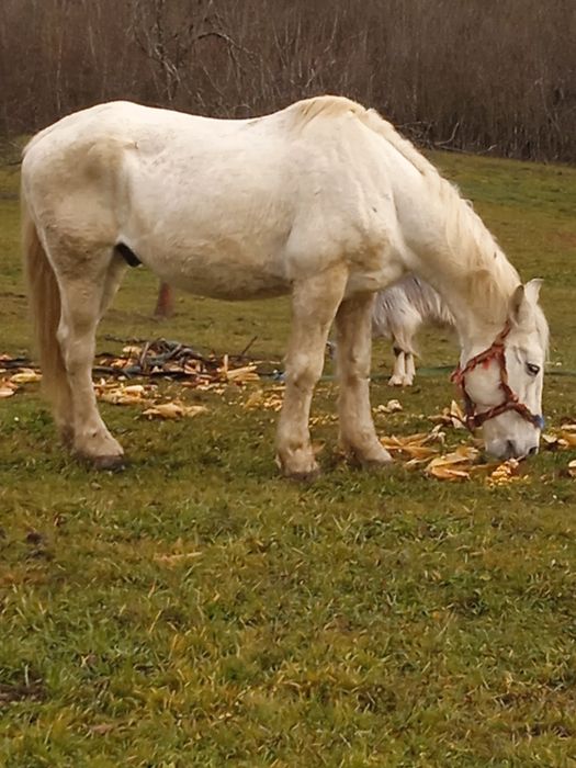 Vând cal de căruță