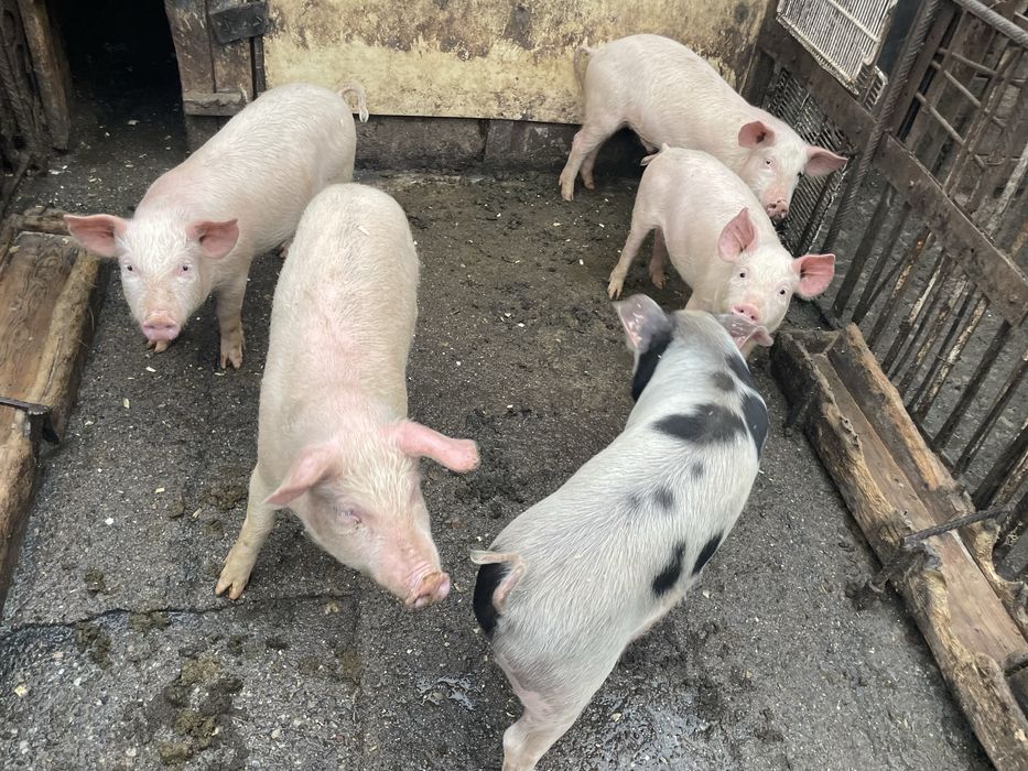 Прасета ………………..