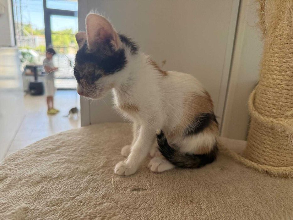 Adoptie pisicuta - ia ma acasa, te voi iubi neconditionat