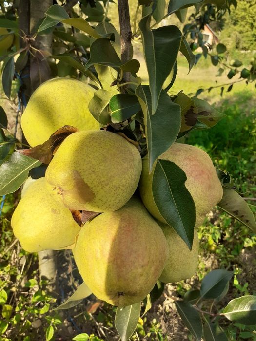 Vand pomi fructiferi