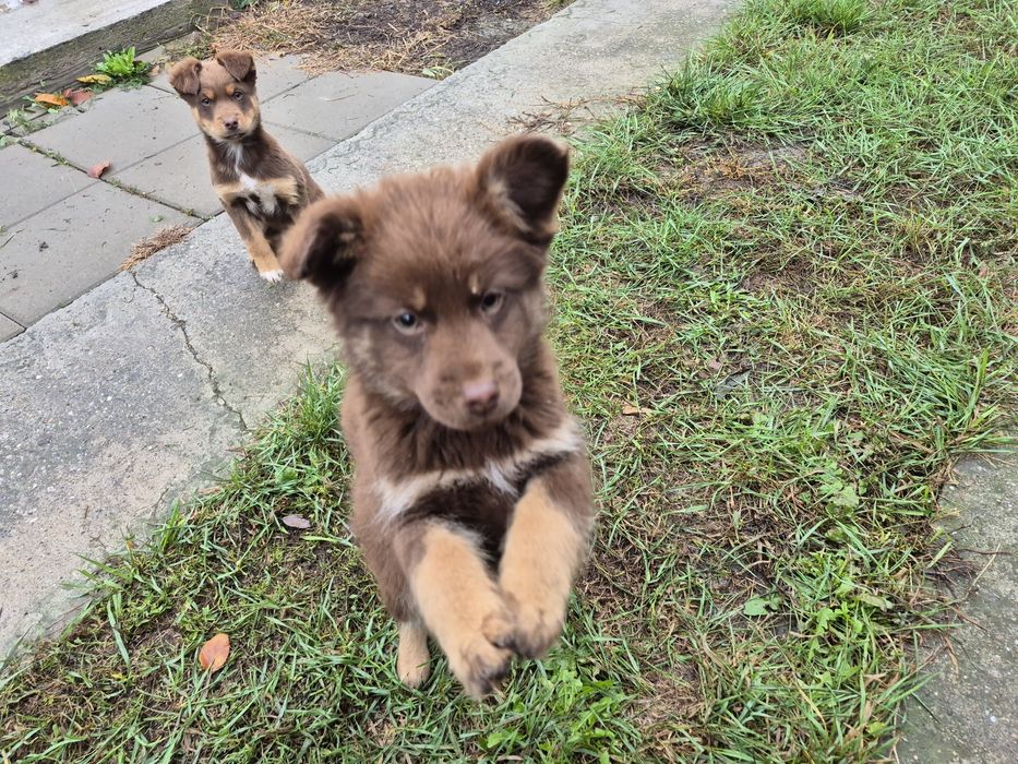 Donez căței talie mică