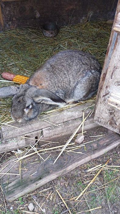 Iepuri,un mascul și o femelă