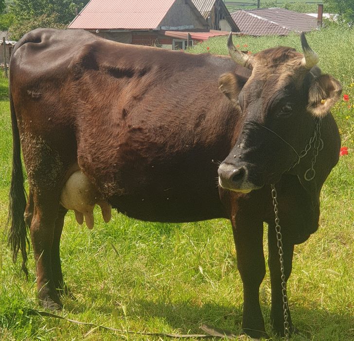 Bruna de maramures de 5 ani