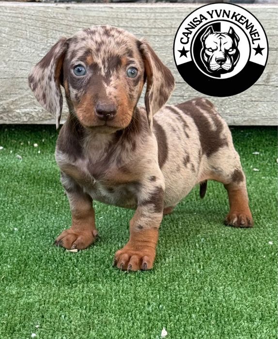 Mascul teckel miny cioco merle