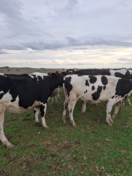 Vând Junici Holstein cu certificat de origine