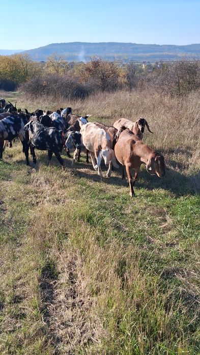Vând capre Anglo Nubiene cu Pedigree