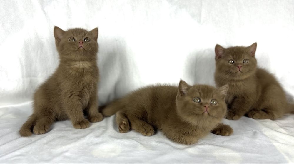 Британская короткошёрстная Котёнок окрас циннамон,