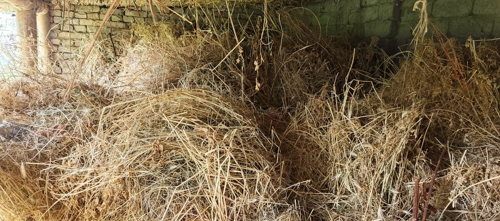 Beda sotiladi turishi