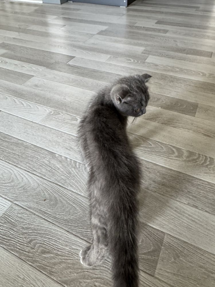 Scottish Fold sotiladi