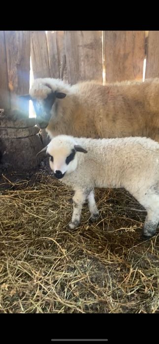 De vânzare oaie cu miel județul Alba