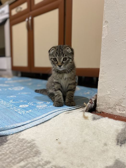 Котёнки 50$ Mushukchalar 50$