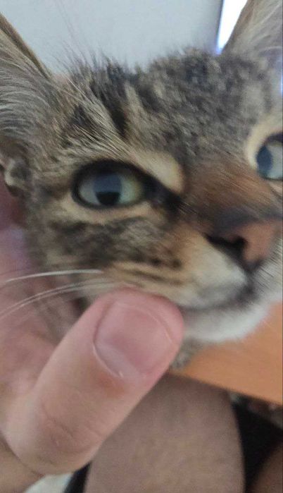 Котенце на 4 месеца си търси дом