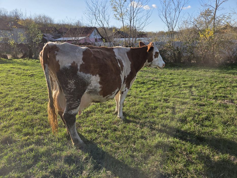 Vând vacă Bălțată Românească gestantă.