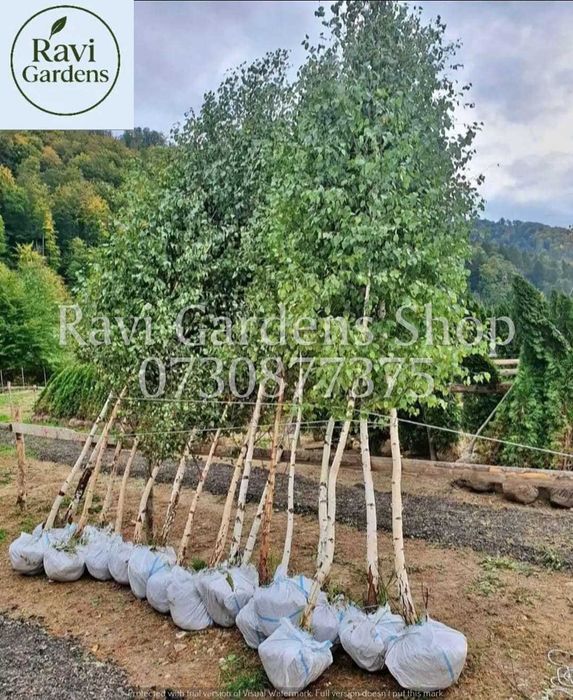 Arbori Foioși Sănătoși | Tei, Carpen | Livrare Personală & Drept Refuz