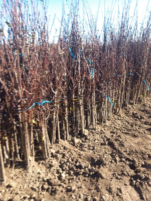 Vând puieți de  pomi fructiferi altoiți soiuri deosebite și nuci altoi