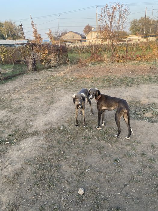 Тазы иттер сатылады