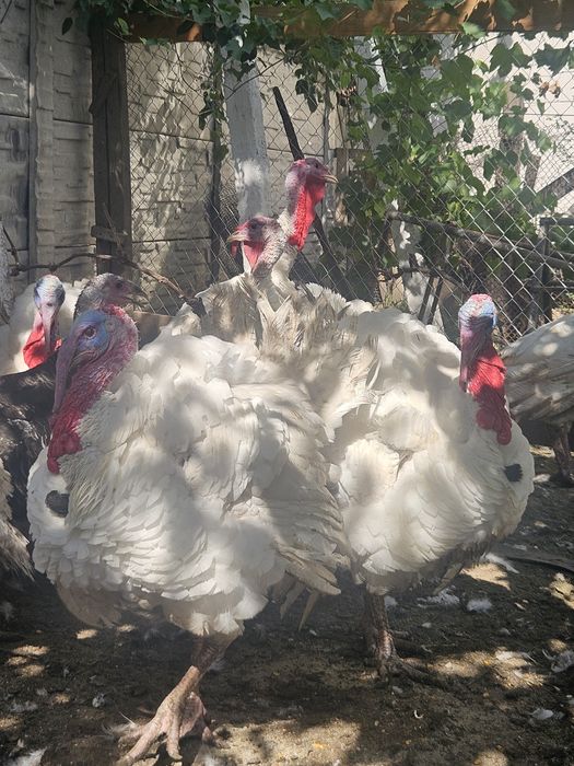 Curcani de vânzare