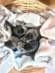 Disponibili pui de gaina rasa Australorp.