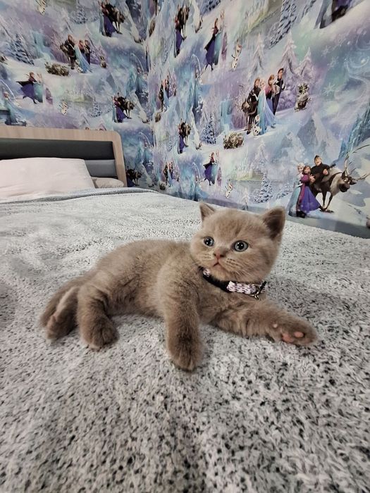 Чистокровный британский котёнок