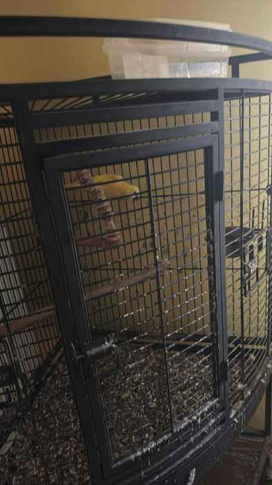 Papagali Diferite Rase