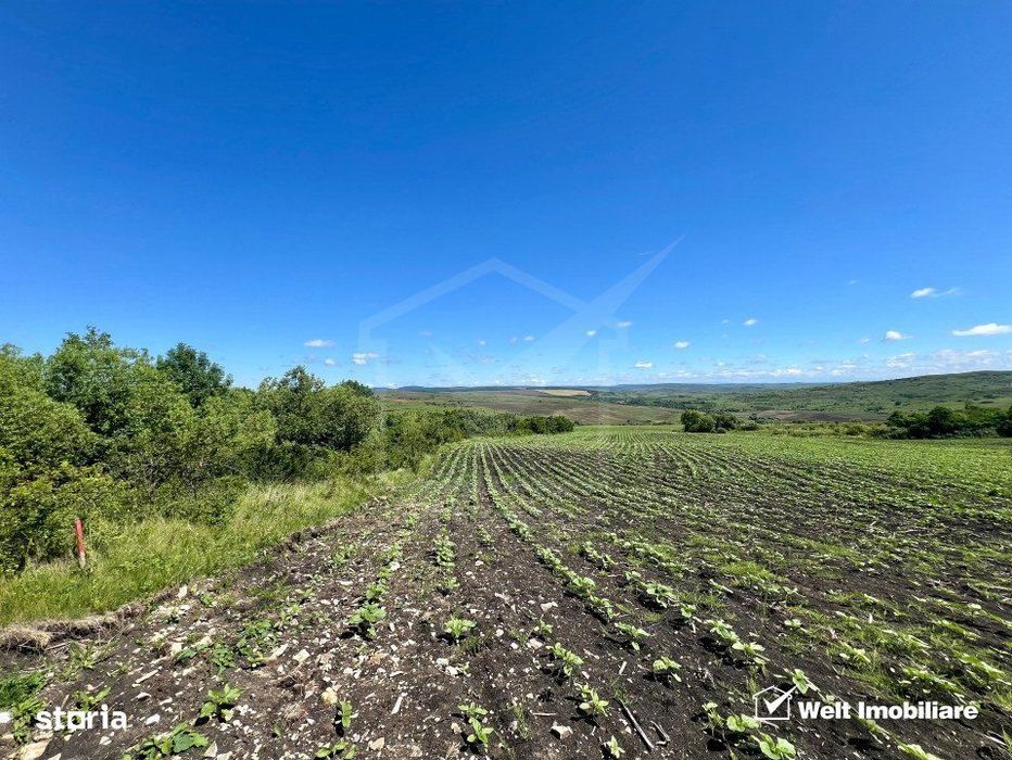 Oportunitate investitie, Chinteni, zona Macicas 31.600 MP