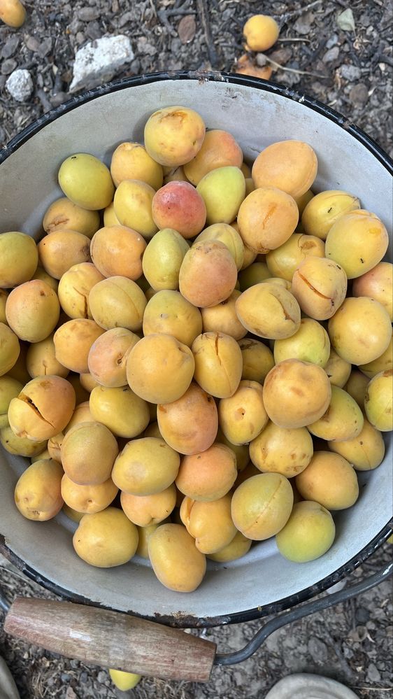 Продам урюк, для компота и варенья.