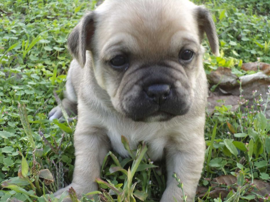 МОПС-бебета-3 броя!!!